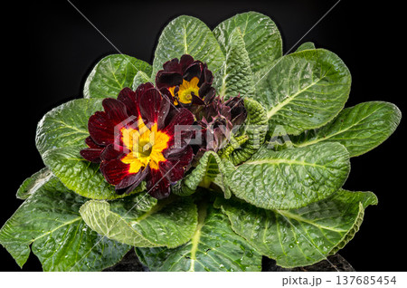 Dark Burgundy Primrose Flower with Yellow Center Center 137685454