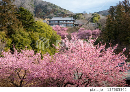 雨引観音の満開の河津桜 137685562