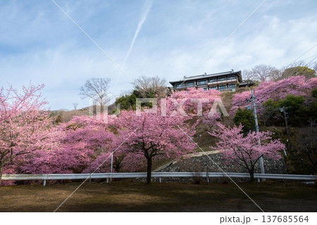 雨引観音の満開の河津桜 雨引観音の満開の河津桜 137685564