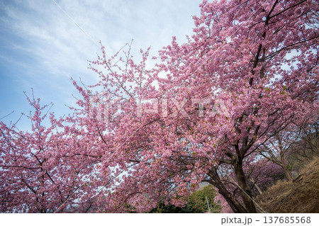 雨引観音の満開の河津桜 137685568