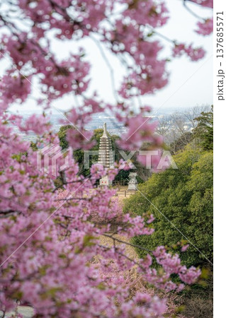 雨引観音の満開の河津桜 雨引観音の満開の河津桜 137685571