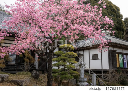雨引観音の満開の河津桜 137685575