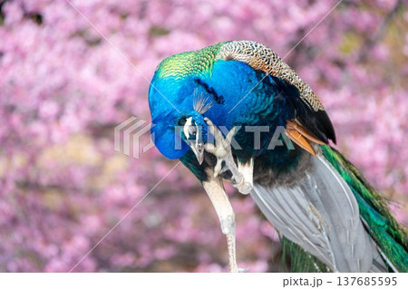 雨引観音の満開の河津桜 雨引観音の満開の河津桜 137685595