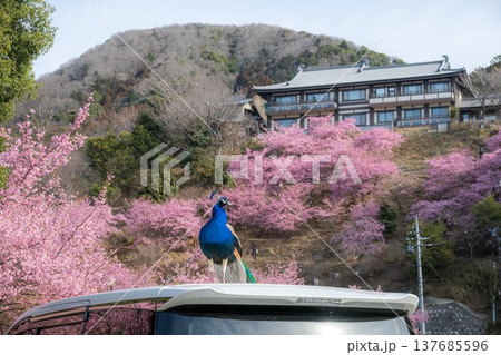 雨引観音の満開の河津桜 137685596