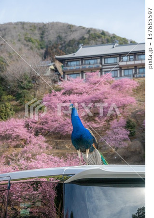雨引観音の満開の河津桜 137685597