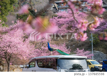 雨引観音の満開の河津桜 137685598