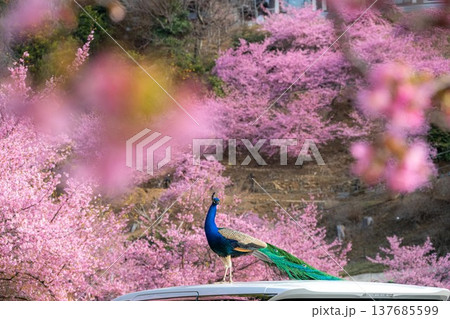 雨引観音の満開の河津桜 137685599