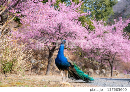 雨引観音の満開の河津桜 137685600