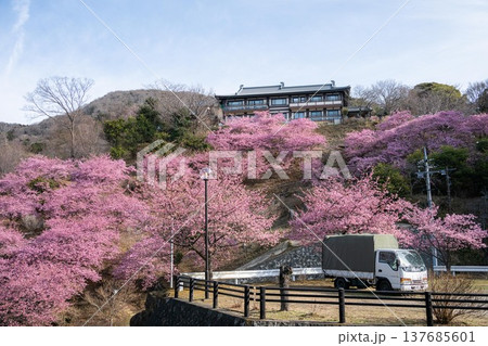 雨引観音の満開の河津桜 137685601
