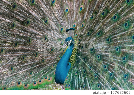 雨引観音の満開の河津桜 137685603