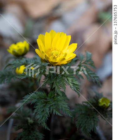 茨城フラワーパーク 137685753