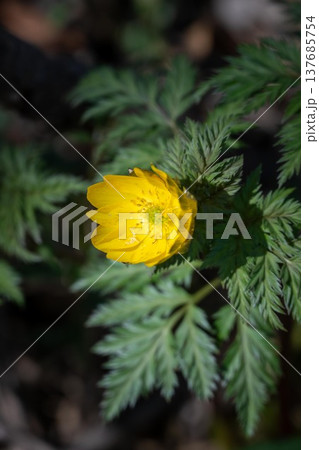 茨城フラワーパーク 137685754