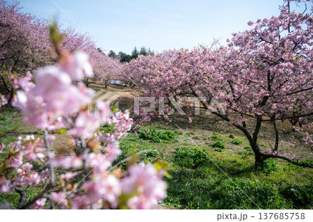 茨城フラワーパーク 137685758