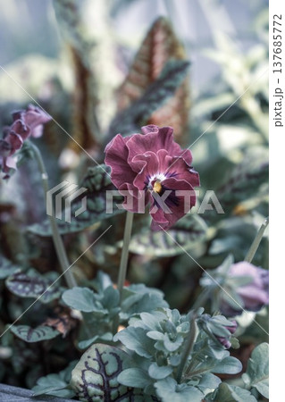 茨城フラワーパーク 137685772