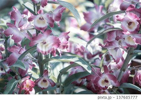 茨城フラワーパーク 137685777