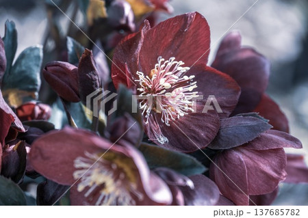 茨城フラワーパーク 137685782