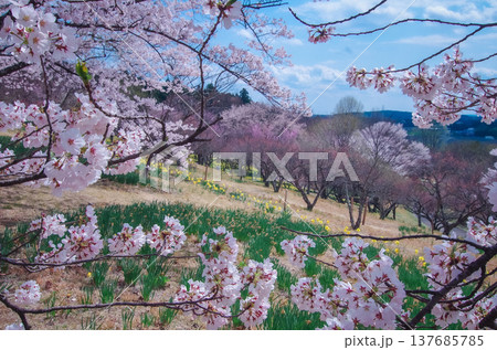 栃木県那須塩原市 春の東那須野公園 栃木県那須塩原市 春の東那須野公園 137685785