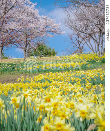 栃木県那須塩原市 春の東那須野公園 137685788
