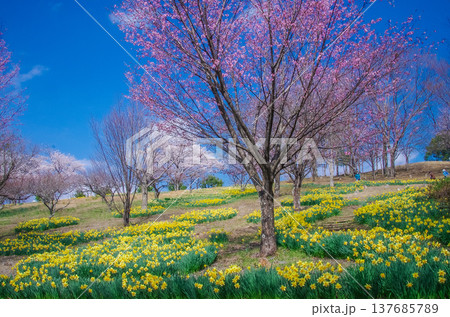 栃木県那須塩原市 春の東那須野公園 137685789