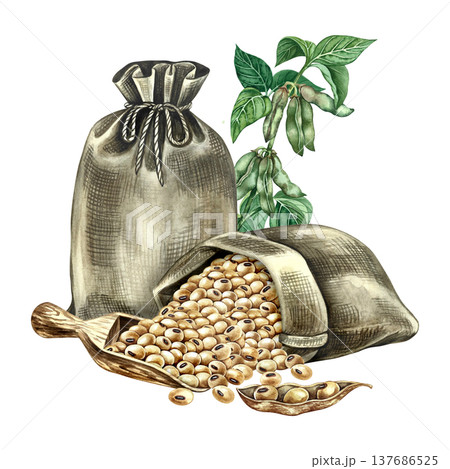 Burlap bags with soybeans, a wooden scoop, and a stem with green soy pods and leaves. Hand-drawn watercolor illustration. Perfect for creating product labels, posters, banners, menus, and more. Burlap bags with soybeans, a wooden scoop, and a stem with green soy pods and leaves. Hand-drawn watercolor illustration. Perfect for creating product labels, posters, banners, menus, and more. 137686525