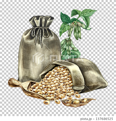 Burlap bags with soybeans, a wooden scoop, and a stem with green soy pods and leaves. Hand-drawn watercolor illustration. Perfect for creating product labels, posters, banners, menus, and more. 137686525