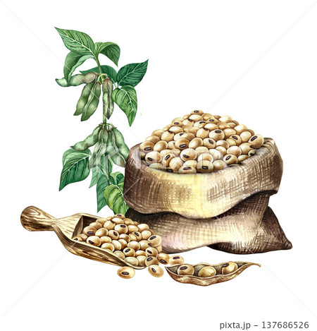 Soybeans in a burlap bag and a soybean stalk with pods and leaves. Hand-drawn watercolor illustration. Perfect for creating product labels, posters, banners, menus, and more. 137686526