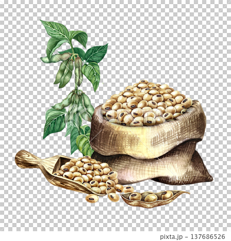 Soybeans in a burlap bag and a soybean stalk with pods and leaves. Hand-drawn watercolor illustration. Perfect for creating product labels, posters, banners, menus, and more. 137686526