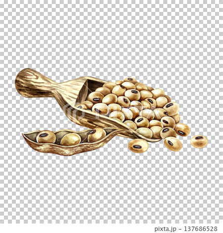 A pile of soybeans on a wooden scoop and a soybean pod. Hand-drawn watercolor illustration. Perfect for creating product labels, posters, banners, menus, and more. A pile of soybeans on a wooden scoop and a soybean pod. Hand-drawn watercolor illustration. Perfect for creating product labels, posters, banners, menus, and more. 137686528