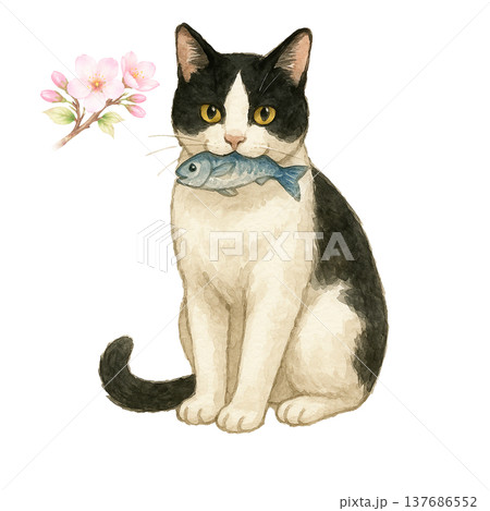 桜の花と魚をくわえた白黒のハチワレ猫の水彩イラスト 春の猫素材 137686552