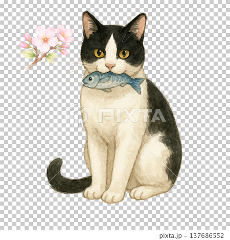 桜の花と魚をくわえた白黒のハチワレ猫の水彩イラスト 春の猫素材 137686552