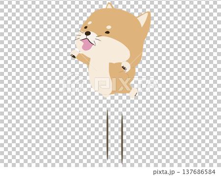 A Shiba Inu jumping with a smile 137686584