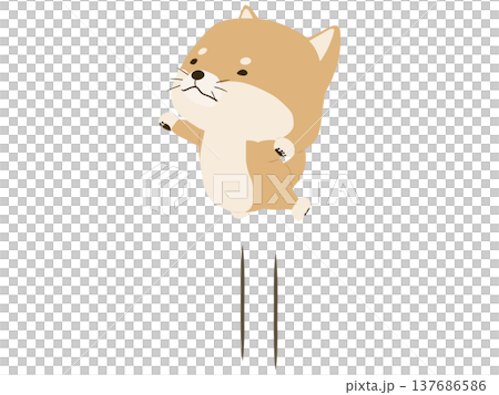 Shiba Inu to jump 137686586
