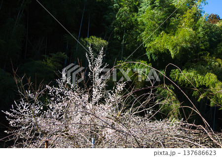 春の訪れ 春の訪れ 137686623
