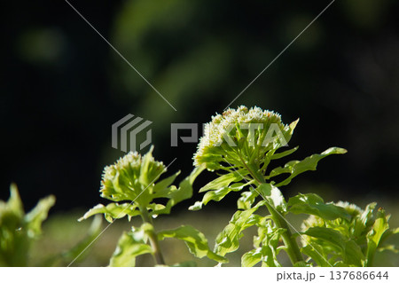 春の訪れ 137686644