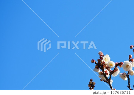 青空と白梅の花 春の爽やかな自然風景 青空と白梅の花 春の爽やかな自然風景 137686711