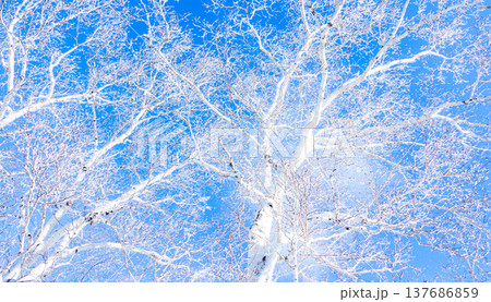 青空と霧氷になった白樺のコントラストある風景 137686859