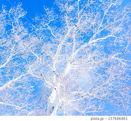 青空と霧氷になった白樺のコントラストある風景 137686861