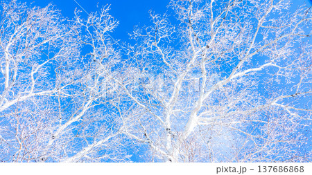 青空と霧氷になった白樺のコントラストある風景 137686868