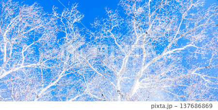 青空と霧氷になった白樺のコントラストある風景 137686869