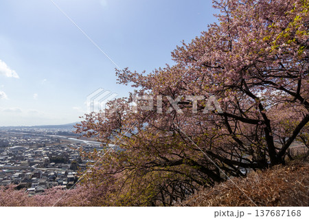 松田町の街並みと西平畑公園の河津桜 まつだ桜まつり 松田町の街並みと西平畑公園の河津桜 まつだ桜まつり 137687168