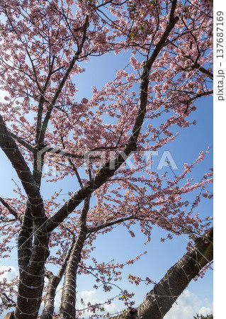 まつだ桜まつりの河津桜 西平畑公園 まつだ桜まつりの河津桜 西平畑公園 137687169