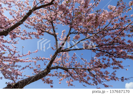 まつだ桜まつりの河津桜と青空 西平畑公園 まつだ桜まつりの河津桜と青空 西平畑公園 137687170