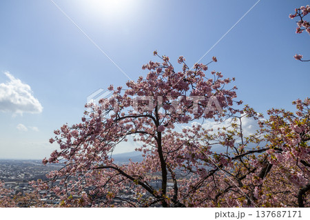 西平畑公園の河津桜と見下ろす松田町 まつだ桜まつり 西平畑公園の河津桜と見下ろす松田町 まつだ桜まつり 137687171