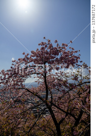 西平畑公園の河津桜と見下ろす松田町　まつだ桜まつり 137687172