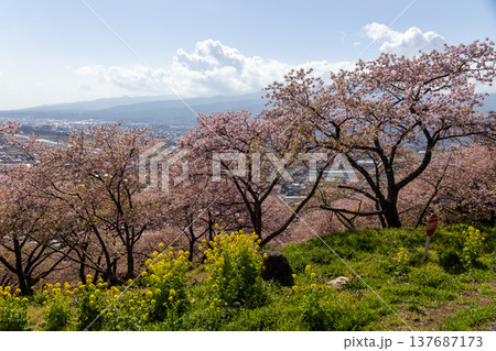 西平畑公園の河津桜と菜の花　松田町 137687173