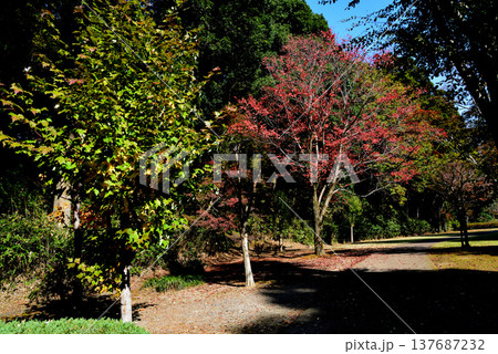 偕楽園もみじ谷の紅葉　2025-11-8　＃46 137687232