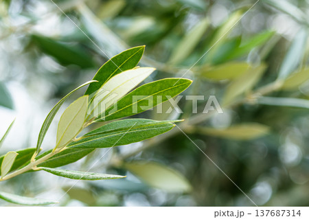 オリーブの生産量日本一の風に揺れる小豆島のオリーブの葉 137687314