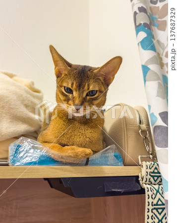 Abyssinian cat resting on a shelf with a blue object and a beige bag, surrounded by soft blankets and patterned curtains 137687329