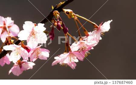 春の日差しを受けて穏やかな風に揺れる小豆島にある河津桜 春の日差しを受けて穏やかな風に揺れる小豆島にある河津桜 137687460