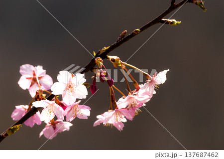 春の日差しを受けて穏やかな風に揺れる小豆島にある河津桜 137687462